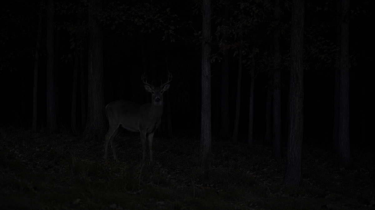 Visible light view