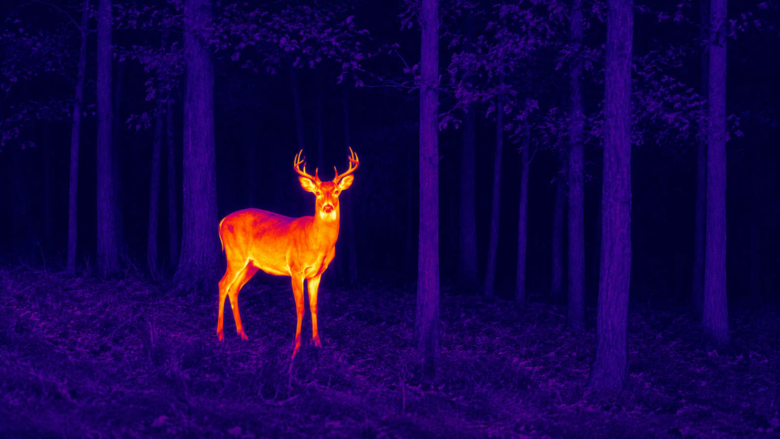 Thermal view